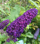 BUDDLEJA BLACK KNIGHT 14CM