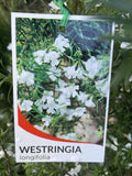 WESTRINGIA LONGIFOLIA 20CM