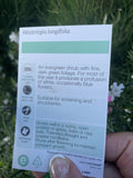 WESTRINGIA LONGIFOLIA 20CM