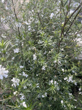 WESTRINGIA LONGIFOLIA 20CM