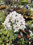 VIBURNUM CARLEISI 20CM