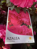 AZALEA RIPPLES 20CM