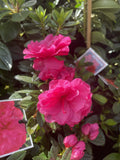 AZALEA RIPPLES 20CM