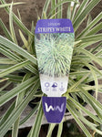 LIRIOPE STRIPY WHITE 14CM