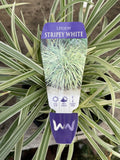 LIRIOPE STRIPY WHITE 14CM