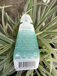 LIRIOPE STRIPY WHITE 14CM