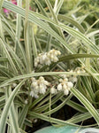 LIRIOPE STRIPY WHITE 14CM