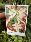 PIERIS FOREST FLAME 20CM