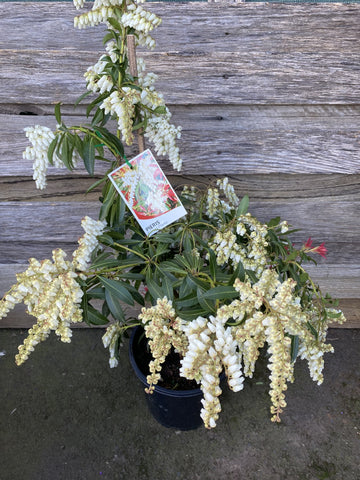 PIERIS FOREST FLAME 20CM