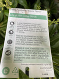 PIERIS FOREST FLAME 20CM