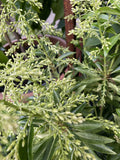 PIERIS FOREST FLAME 20CM