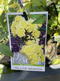 ROSE BANKSIAE LUTEA 14CM 