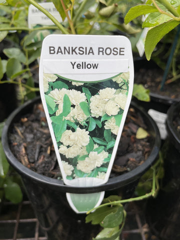 ROSE BANKSIAE LUTEA 14CM 