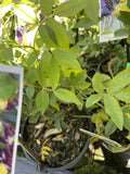 ROSE BANKSIAE LUTEA 14CM 