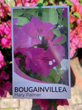 BOUGAINVILLEA MARY PALMER 20CM