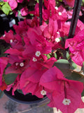 BOUGAINVILLEA MARY PALMER 20CM