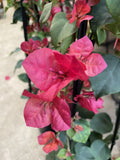 BOUGAINVILLEA MARY PALMER 20CM