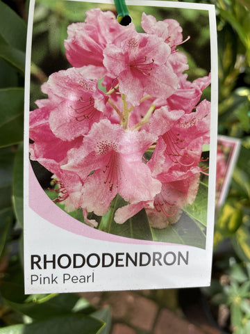 RHODODENDRON PINK PEARL 20CM 