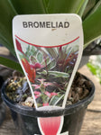 BROMELIAD 14CM