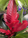 BROMELIAD 14CM