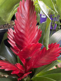 BROMELIAD 14CM