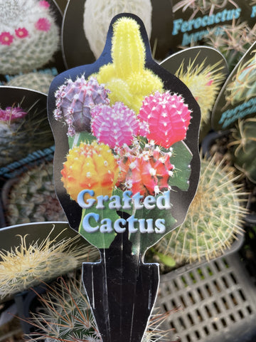 CACTUS GRAFTED 7CM 