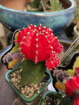 CACTUS GRAFTED 7CM 