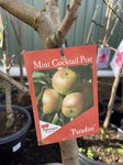 PEAR COCKTAIL 33CM 