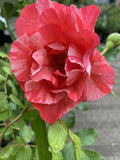 ROSA DELBARD GRIMALDI 20CM 