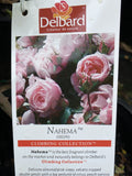 ROSE CLIMBING DELBARD NAHEMA 20CM 