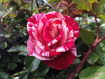 ROSE DELBARD HENRI MATISSE 20CM 