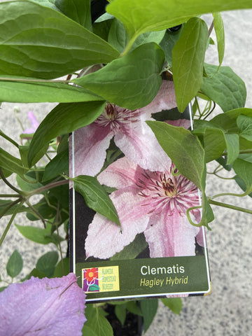 CLEMATIS HAGLEY HYBRID 20CM 