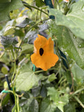 THUNBERGIA ALATA 14CM