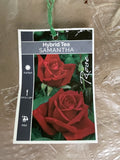 ROSE SAMANTHA BARE ROOT