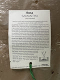 ROSE SAMANTHA BARE ROOT
