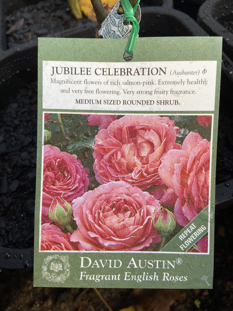 ROSE DAVID AUSTIN JUBILEE CELEBRATION 20CM – Poyntons Nursery