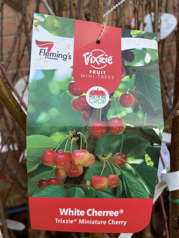CHERRY TRIXZIE WHITE CHERREE MINIATURE BARE ROOT 