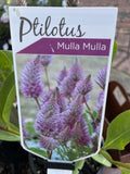 PTILOTUS EXALUTUS JOEY 14CM