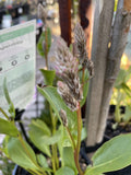 PTILOTUS EXALUTUS JOEY 14CM
