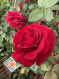 ROSE FRAGRANT CHARM 20CM 