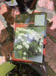 HYDRANGEA ANNABELLE 20CM