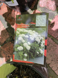 HYDRANGEA ANNABELLE 20CM