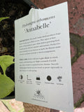 HYDRANGEA ANNABELLE 20CM