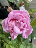 ROSE DAVID AUSTIN MARY ROSE 20CM 