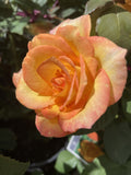 ROSE GOLD MEDAL BARE ROOT