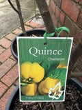 QUINCE CHAMPION 33CM 