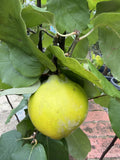 QUINCE CHAMPION 33CM 