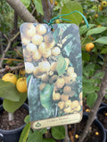MALUS GOLDEN HORNET 33CM 