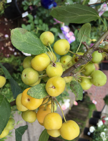 MALUS GOLDEN HORNET 33CM 