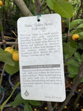 MALUS GOLDEN HORNET 33CM 